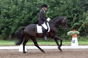 SANDRO SPEED v. Sandro Hit x Diamon - erfolgreichstes 4-jähriges Mecklenburger Dressurpferd. Foto: Wego